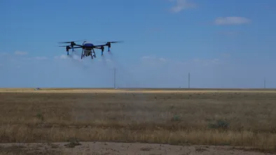 В Туркестанской области начали использовать дронов для обработки земель против марокканской саранчи. 