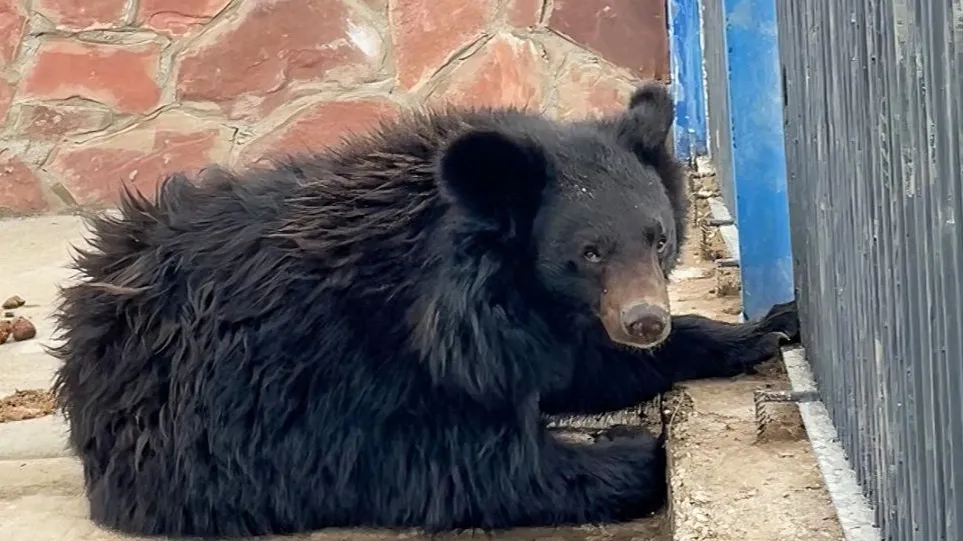 Гималайская медведица Яссури фото на taspanews.kz от 21 мая 2024 15:57