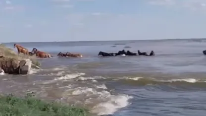 Лошади переправляются по воде фото на taspanews.kz от 22 мая 2024 14:17