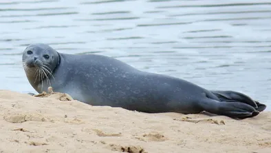Каспийский тюлень лежит на песку у воды