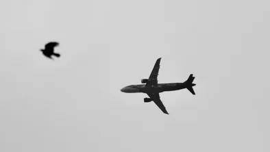 Птица и самолет