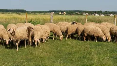Овцы на пастбище с забором