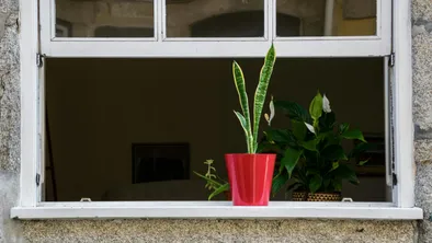 Открытое окно с комнатными растениями на подоконнике