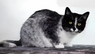 Ученые обнаружили ранее неизвестный тип окраса кошек