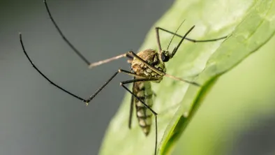 Комар на зеленом листке