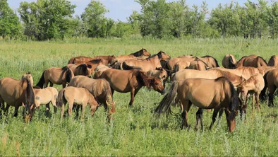 Казахстанские породы лошадей