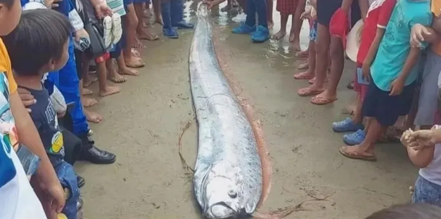 Гигантская глубоководная рыба-весло фото на taspanews.kz от 03 июня 2024 12:28