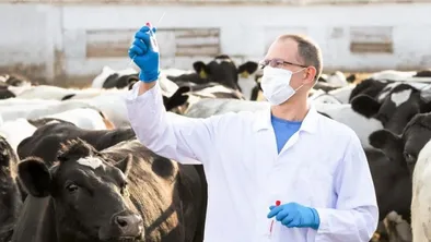 Ветеринар с вакциной на фоне стада