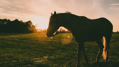 Лошадь на поле на фоне заката