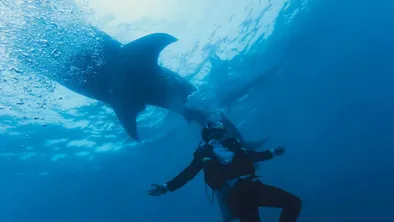 Акулы в Испании пытаются атаковать туристов