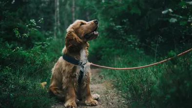 Живодер поджег собаку в Атырауской области