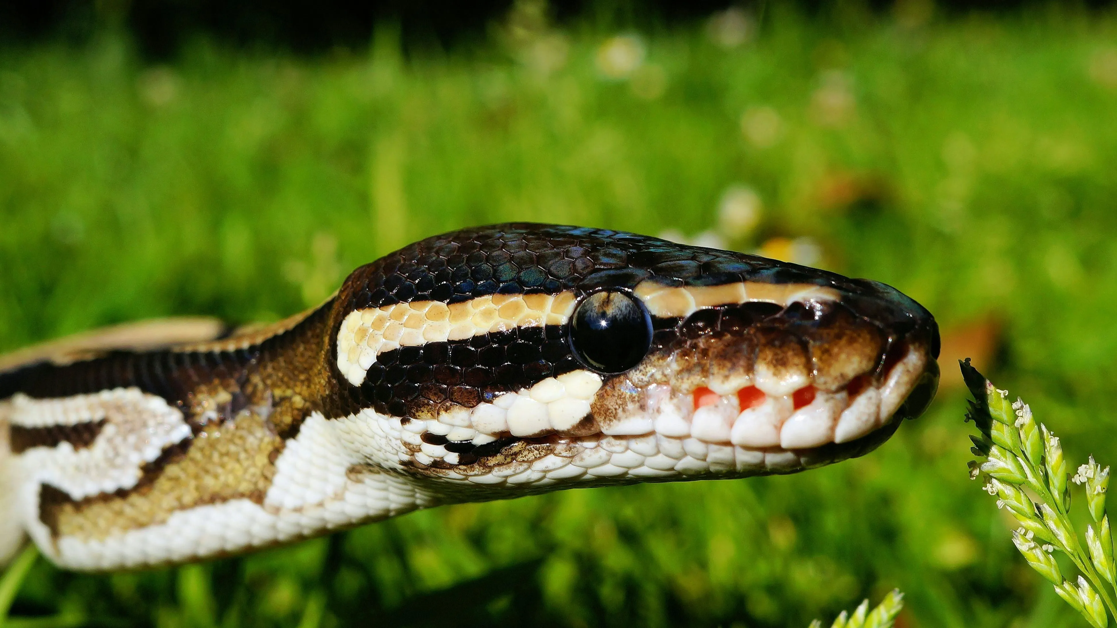 Нашествие змей в Шымкенте фото на taspanews.kz от 24 июня 2024 22:30