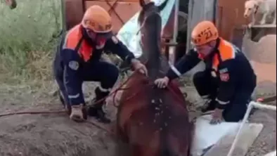 В Алматинской области сотрудники МЧС спасли из колодца лошадь