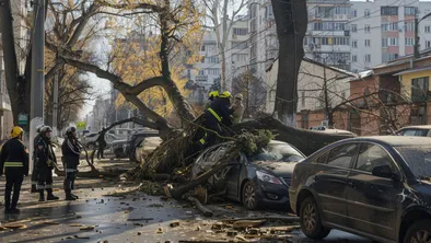 Главу «Eco Almaty» привлекли к ответственности за падающие деревья и миллионные иски горожан