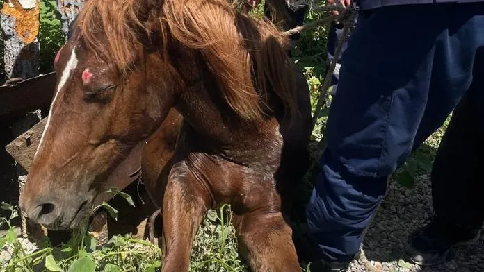 Очередную лошадь спасли из колодца в Актюбинской области фото на taspanews.kz от 01 июля 2024 14:28