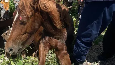 Очередную лошадь спасли из колодца в Актюбинской области