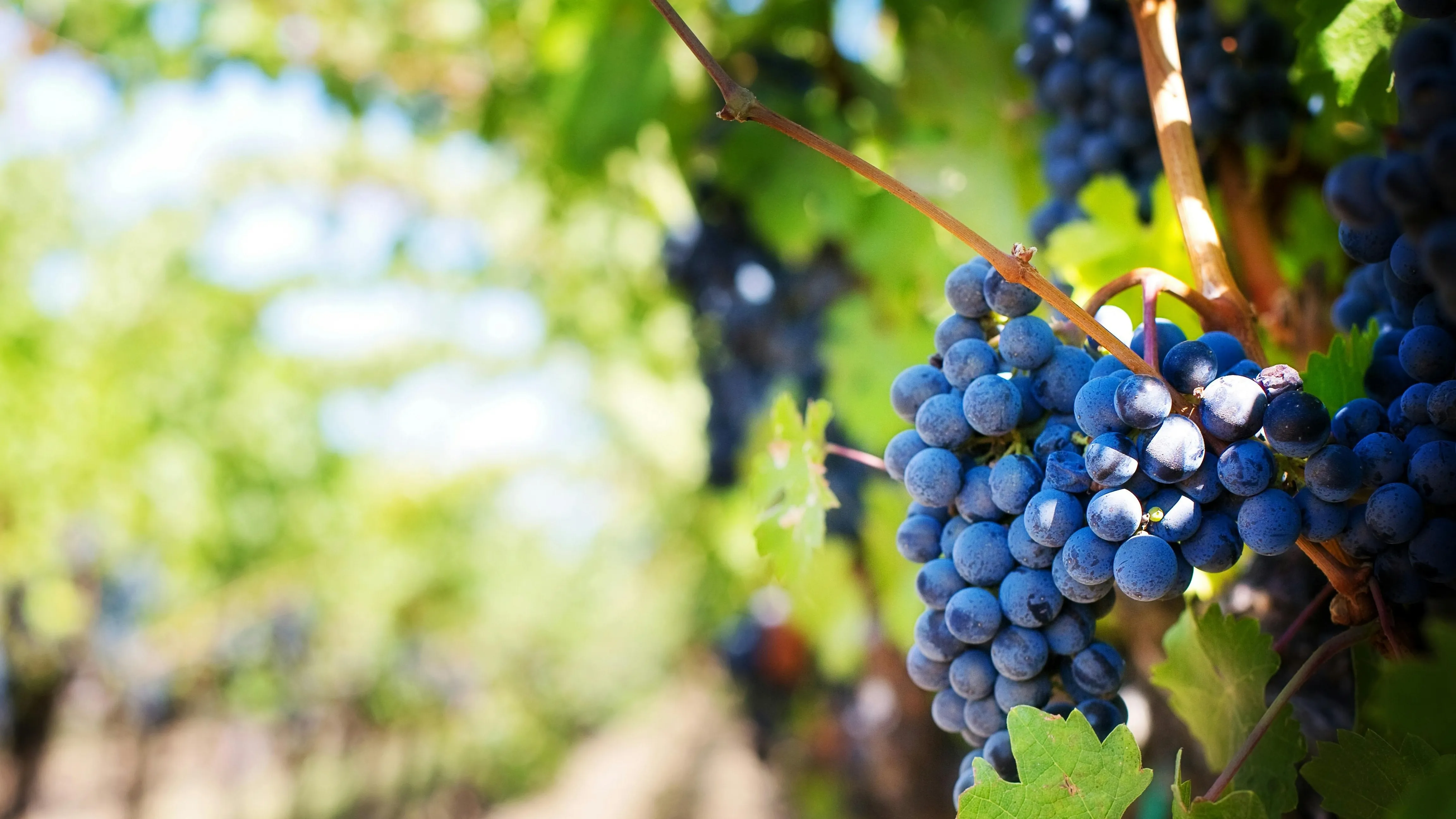 Исследование древнейших виноградных семян провели в США фото на taspanews.kz от 02 июля 2024 22:17