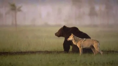 медведь и волк