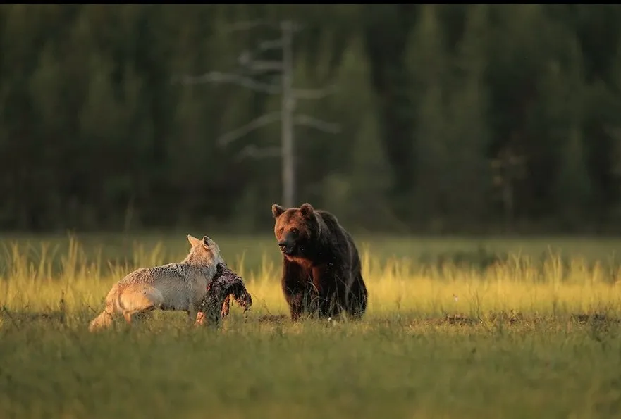 медведь и волк фото на taspanews.kz от 03 июля 2024 09:20