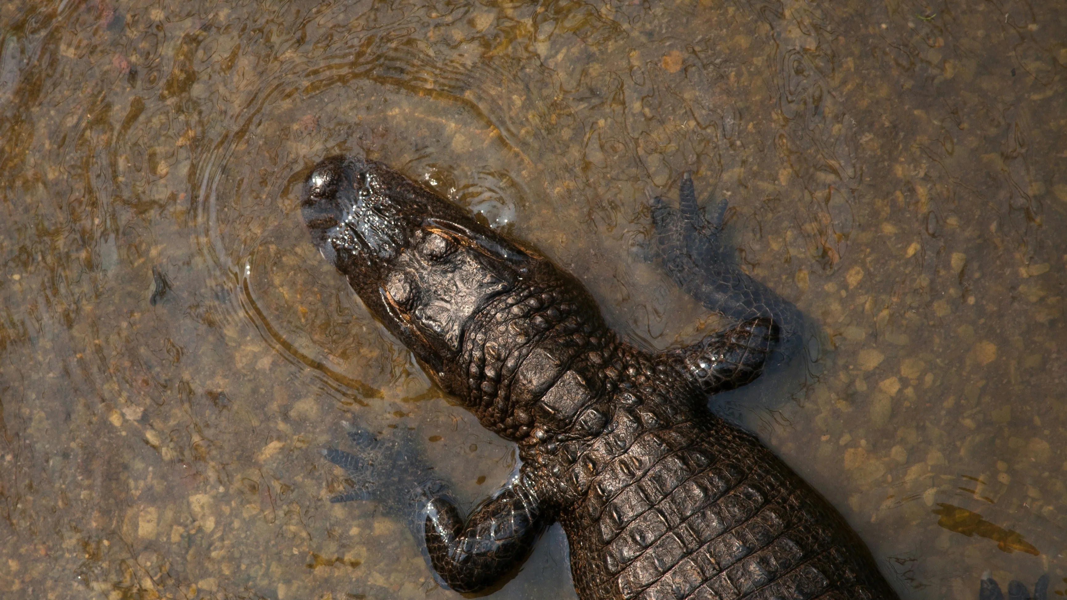crocodile фото на taspanews.kz от 03 июля 2024 16:00