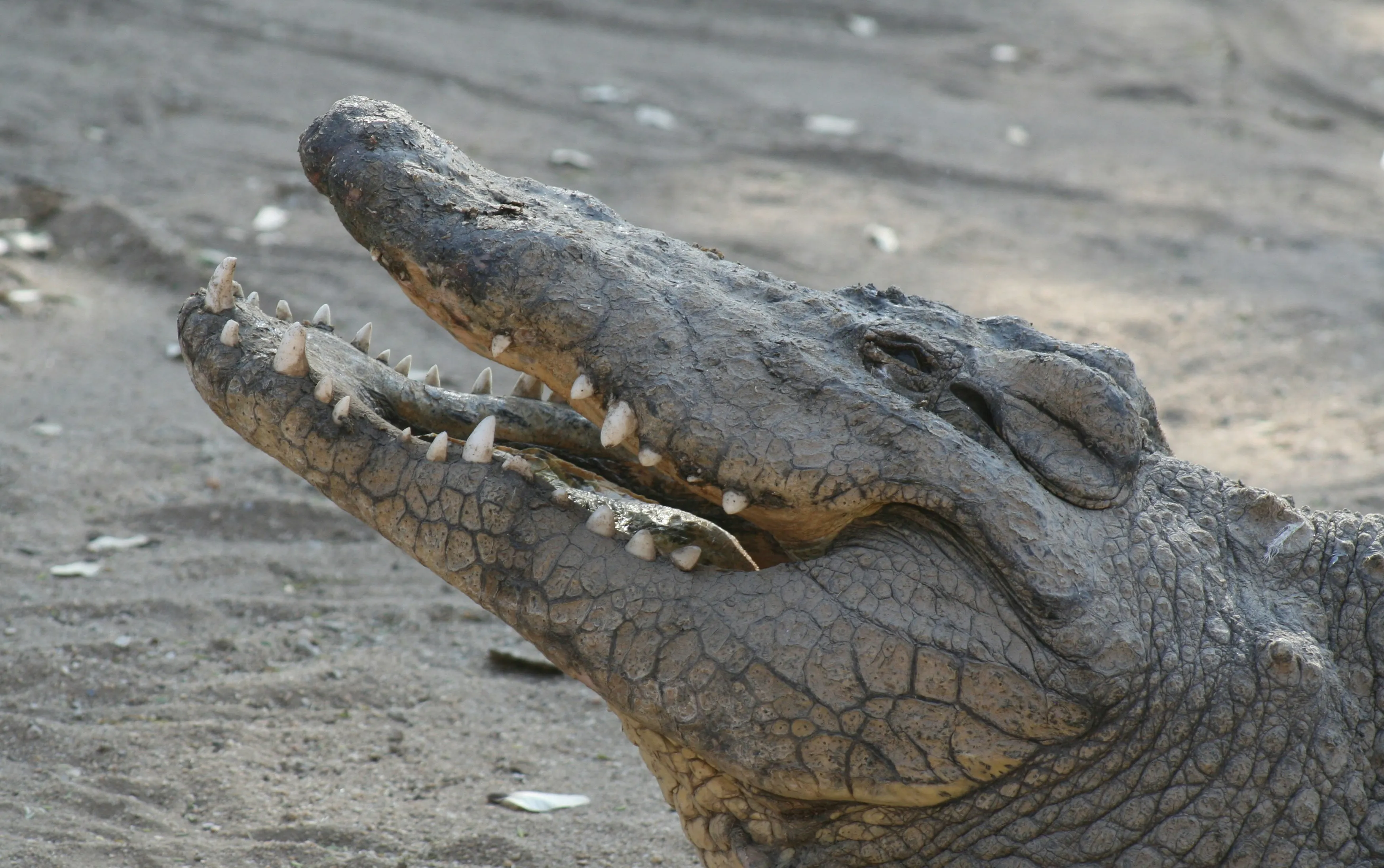 crocodile фото на taspanews.kz от 03 июля 2024 16:00