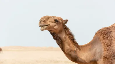 Смертельные укусы каракуртов уносят жизни верблюдов в Атырауской области