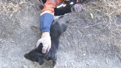 Щенка спасли из колодца сотрудники МЧС в Таразе