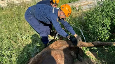 Верблюду помогли спасатели МЧС в Актюбинской области