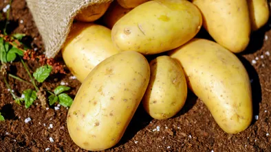 Инновационные сорта картофеля тестируются в Костанайской области