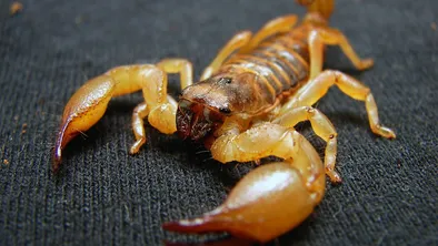 scorpio 