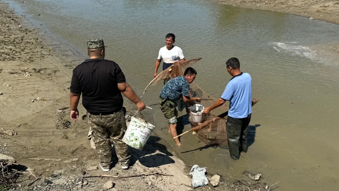 В Атырауской области спасли 600 килограммов мальков из обмелевшего канала «Сарыозек» фото на taspanews.kz от 23 июля 2024 09:48