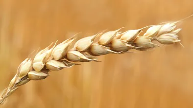 Казахстан выходит в лидеры по мировому производству пшеницы