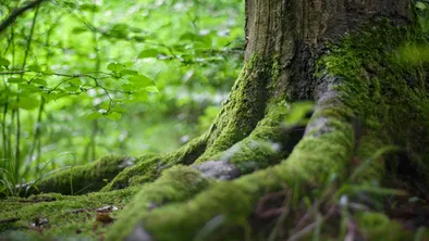 Китайские ученые помогут преобразовать сухое дно Аральского моря в лес