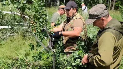 В нацпарке «Бурабай» к зиме вяжут веники