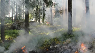 Лесные пожары бушуют в Риме, Албании и Северной Македонии