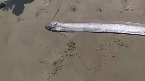 Fearsome oarfish  фото на taspanews.kz от 08 августа 2024 13:24