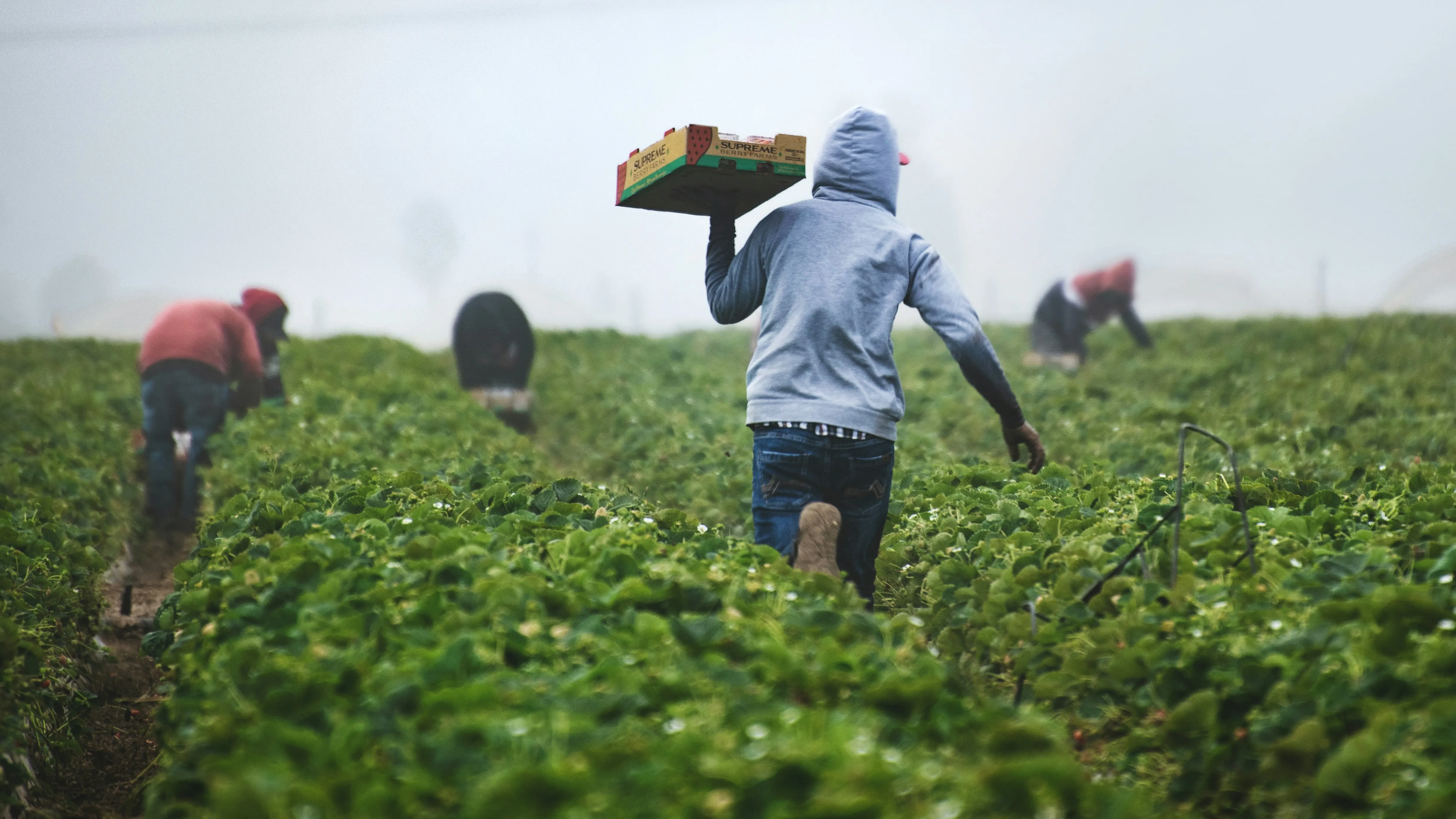 Polish farmers фото на taspanews.kz от 12 августа 2024 11:53