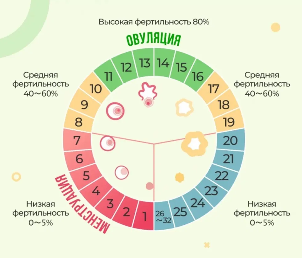 Формула расчета овуляции при регулярном цикле фото на taspanews.kz от 14 августа 2024 12:05