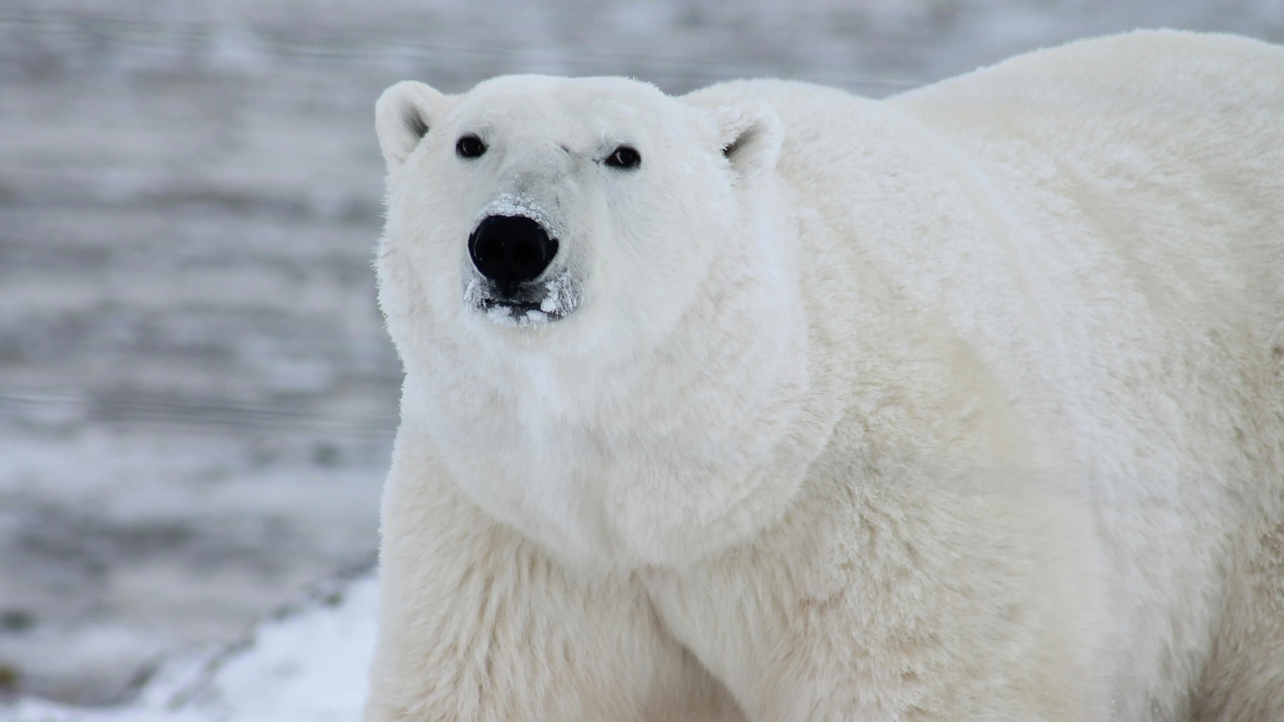 white bear фото на taspanews.kz от 15 августа 2024 13:50