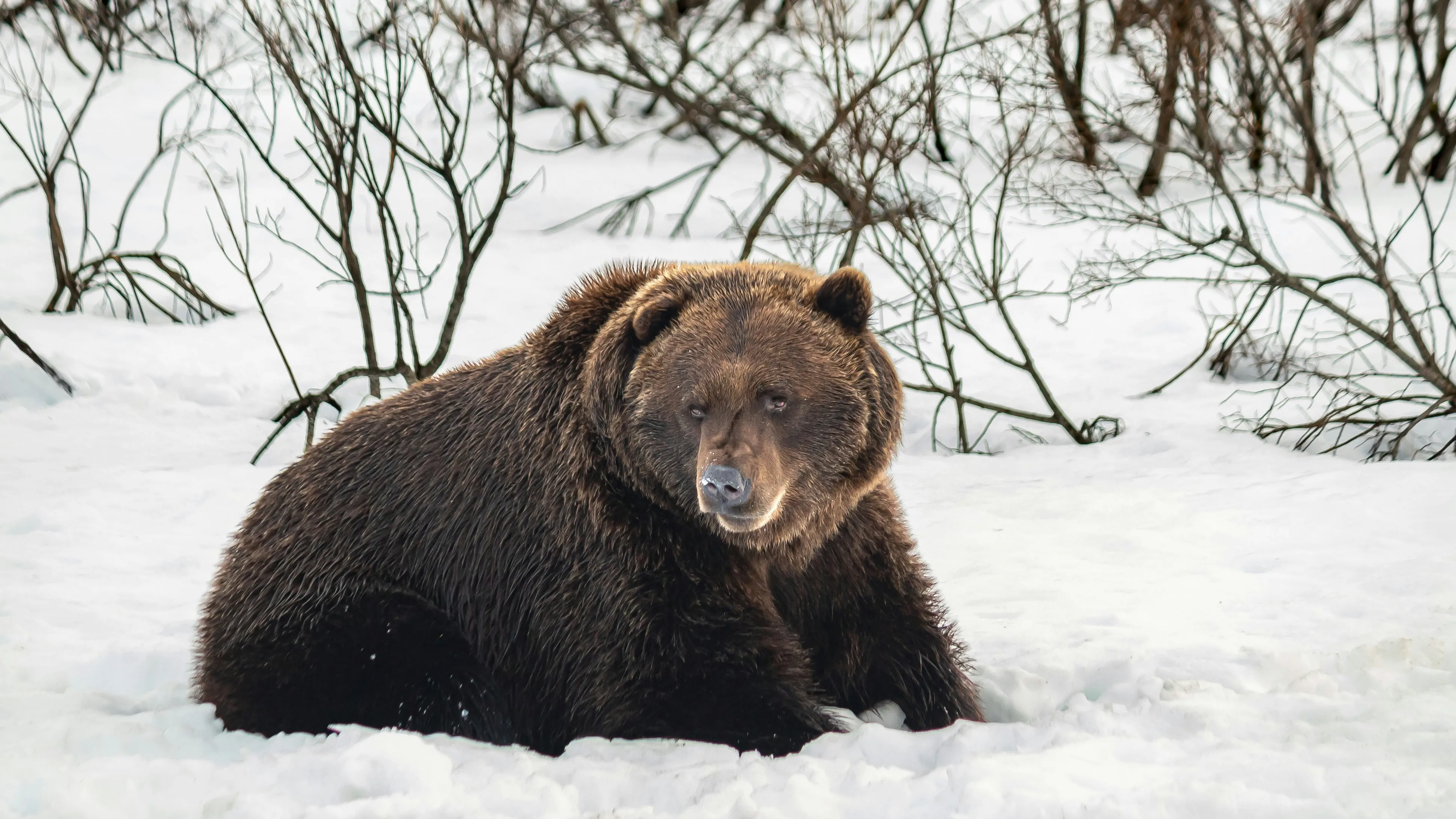 bear фото на taspanews.kz от 22 августа 2024 14:10