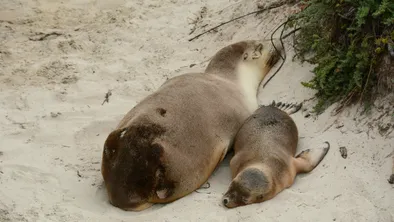 sea lions,