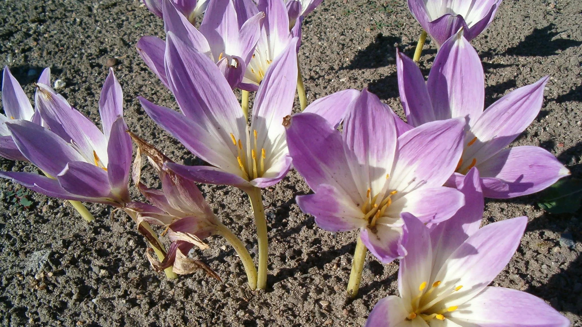 Colchicum speciosum фото на taspanews.kz от 06 сентября 2024 14:28