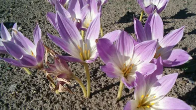 Colchicum speciosum