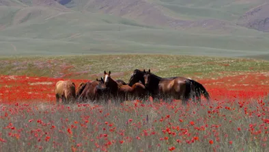 horses steppe