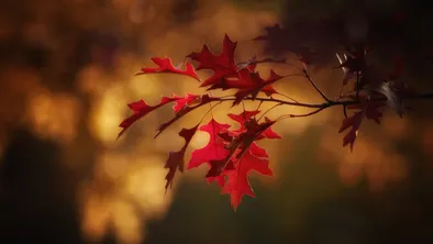 fall