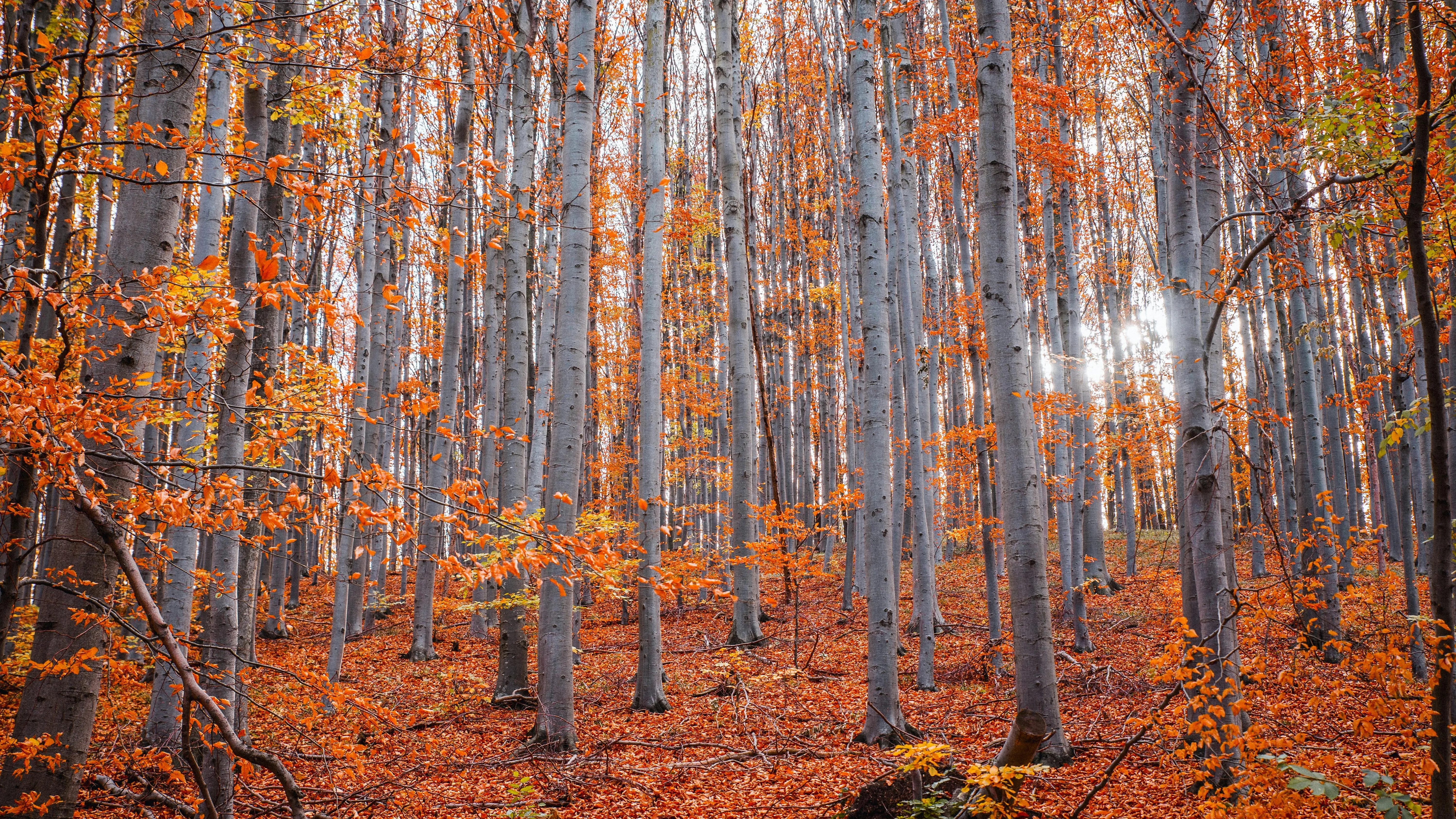 fall фото на taspanews.kz от 21 октября 2024 08:49