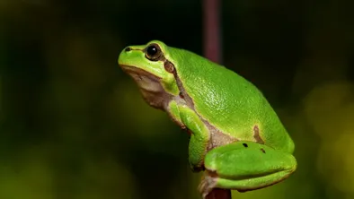 frog