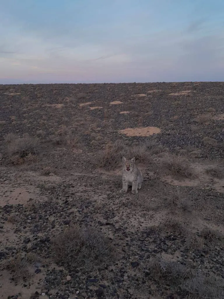 Краснокнижную рысь засняли в Алматинской области фото на taspanews.kz от 14 ноября 2024 09:15