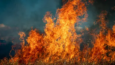 Пожарные возместят 12 миллионов пострадавшему от горящей травы сельчанину