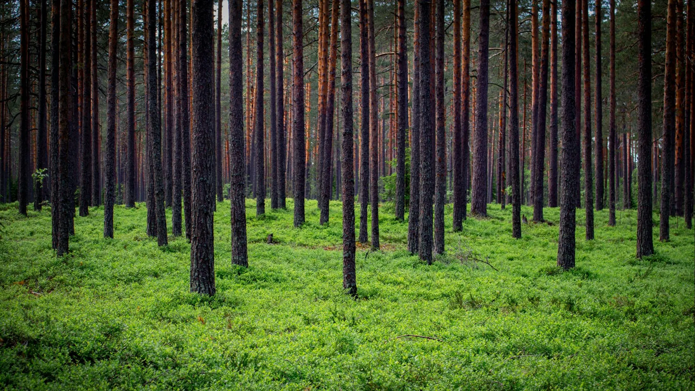 Pexels фото на taspanews.kz от 23 апреля 2025 13:11